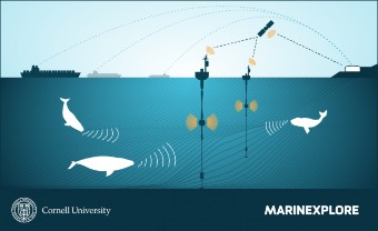 Figure 1: Illustration of the deployment of the buoys in the sea while coexisting with whales \label{img:setup}